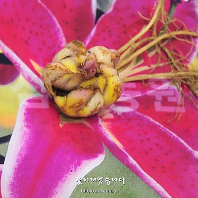 향기백합구근-스타게이저(Stargazer)