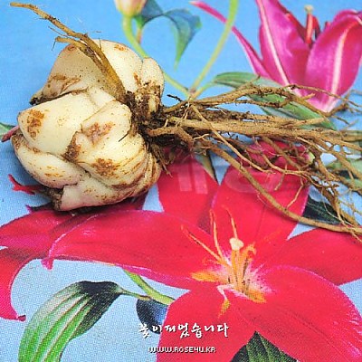 향기백합구근-아라비안레드(Arabian Red)