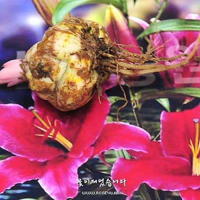 향기백합구근-코르바라(corbara)