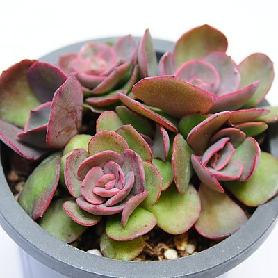 ☆★수연(Echeveria Suyon)