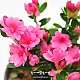 http://www.rose4u.kr/@/data/item/1364796202/thumb-1364796202_l1_80x80.jpg