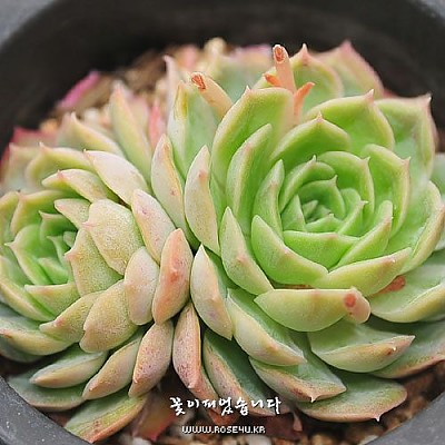 온슬로우