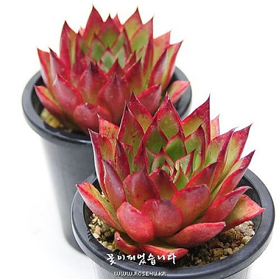 ☆Sale☆지젤(Echeveria Giselle)