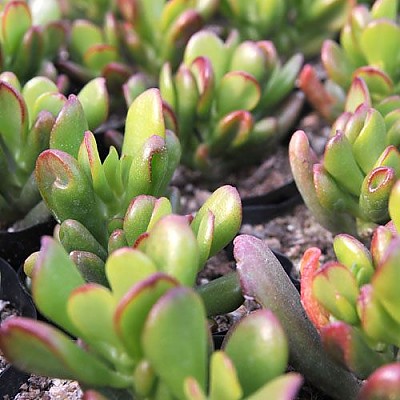 ★소품★호빗(고라무 Crassula ovata Hobbit)
