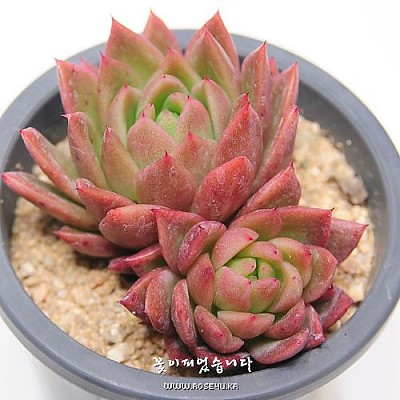 라이트 길바(E.Light Gilva) -교배종
