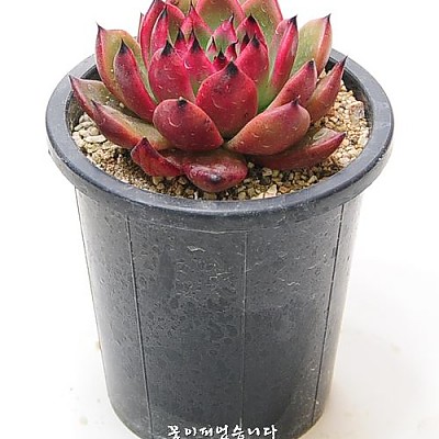 ☆Sale☆몰게인(Echeveria Morgain)
