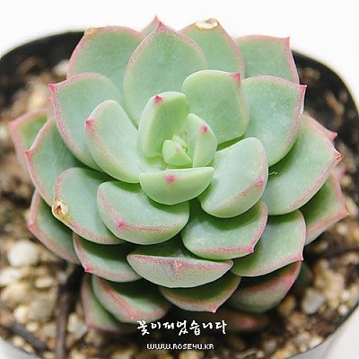 ★소품★아란타