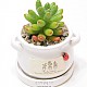 http://www.rose4u.kr/@/data/item/1436945386/thumb-DSC_0308_80x80.jpg