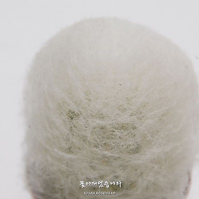 환락(선인장)