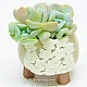 http://www.rose4u.kr/@/data/item/1454057199/thumb-DSC_5774_80x80.jpg