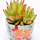 http://www.rose4u.kr/@/data/item/1485485967/thumb-DSC_4248_80x80.jpg