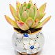 http://www.rose4u.kr/@/data/item/1485486248/thumb-DSC_4410_80x80.jpg