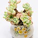 http://www.rose4u.kr/@/data/item/1485486389/thumb-DSC_4493_80x80.jpg